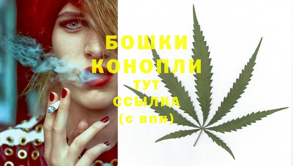 сатива Новокубанск